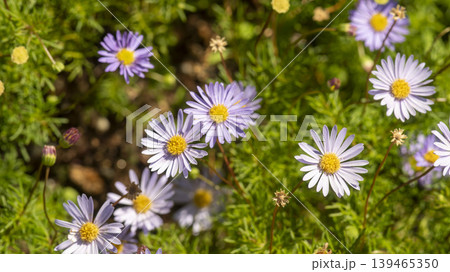 daisy 139465350