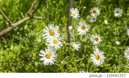 daisy daisy 139465357