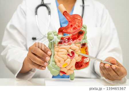 Digestive system with stomach and intestine, Asian doctor holding human model. Digestive system with stomach and intestine, Asian doctor holding human model. 139465367