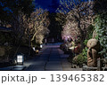 鎌倉長谷寺の梅ライトアップと石畳の参道 夜景風景 139465382