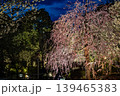 鎌倉長谷寺の枝垂れ梅ライトアップと春の夜景 139465383