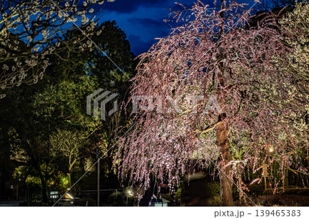 鎌倉長谷寺の枝垂れ梅ライトアップと春の夜景 139465383