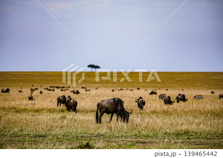 Maasai Mara National Game Reserve Park Narok County Kenya East Africa Savannah Grasslands Wilderness Landscapes Panoramic Scenic Views Wild Wildlife Animals Great Rift Valley Lions Sunset Sunrise Adve Maasai Mara National Game Reserve Park Narok County Kenya East Africa Savannah Grasslands Wilderness Landscapes Panoramic Scenic Views Wild Wildlife Animals Great Rift Valley Lions Sunset Sunrise Adve 139465442