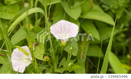 morning glory morning glory 139465496