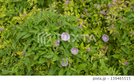 morning glory morning glory 139465515