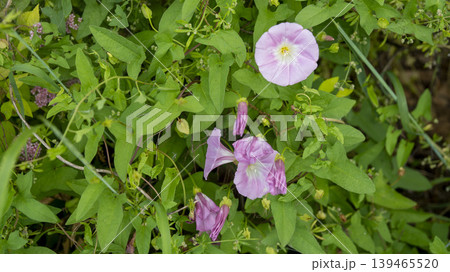 morning glory morning glory 139465520