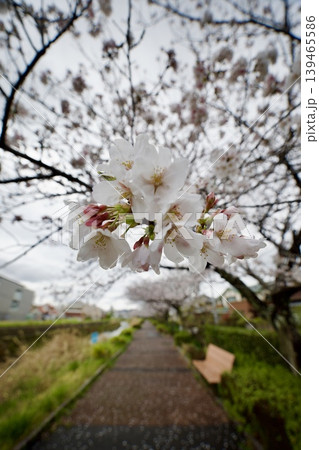 桜のある風景 桜のある風景 139465586