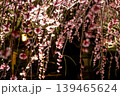 夜に輝く枝垂れ梅の花と幻想的な春景色 139465624
