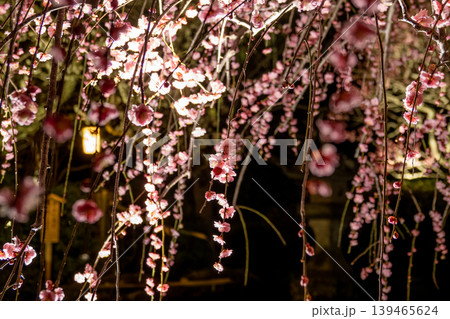 夜に輝く枝垂れ梅の花と幻想的な春景色 夜に輝く枝垂れ梅の花と幻想的な春景色 139465624
