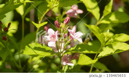 Weigela florida Weigela florida 139465653