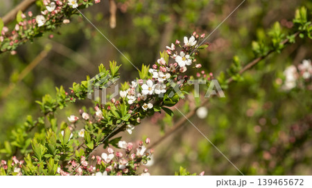 Weigela florida Weigela florida 139465672