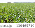 Green plants fill a large field under clear skies. The scene shows rows of growing crops with long stretches of open land. It is bright and sunny during the day in a rural setting 139465710