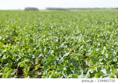 Green plants fill a large field under clear skies. The scene shows rows of growing crops with long stretches of open land. It is bright and sunny during the day in a rural setting 139465710