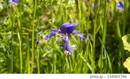 iris iris 139465766