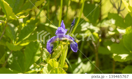 iris iris 139465767