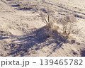 熊本県　阿蘇　草千里の積雪 139465782