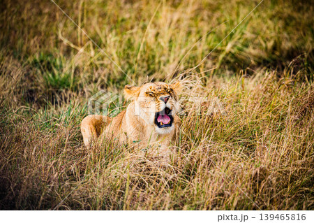 Kenya Photographers By Antony Trivet Photography Kenya Photographers By Antony Trivet Photography 139465816