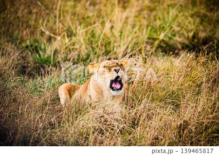 Kenya Photographers By Antony Trivet Photography 139465817