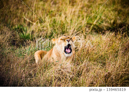 Kenya Photographers By Antony Trivet Photography Kenya Photographers By Antony Trivet Photography 139465819