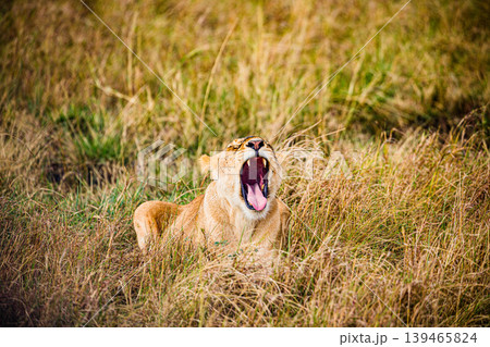 Kenya Photographers By Antony Trivet Photography 139465824
