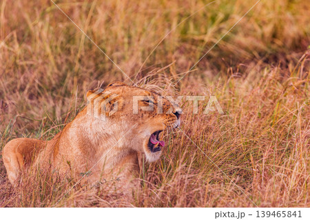Kenya Photographers By Antony Trivet Photography 139465841