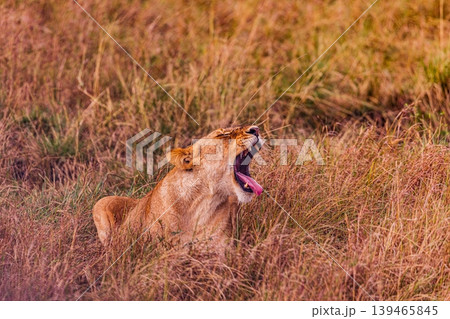 Kenya Photographers By Antony Trivet Photography Kenya Photographers By Antony Trivet Photography 139465845
