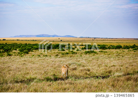 Kenya Photographers By Antony Trivet Photography 139465865
