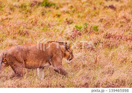 Kenya Photographers By Antony Trivet Photography 139465898