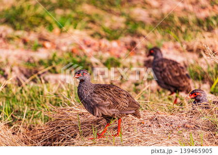 Kenya Photographers By Antony Trivet Photography Kenya Photographers By Antony Trivet Photography 139465905