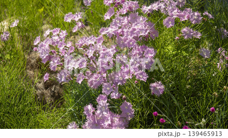 pink carnation 139465913