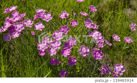 pink carnation 139465914