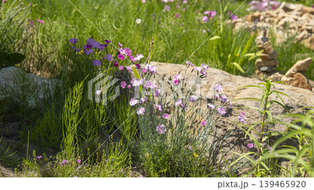 pink carnation pink carnation 139465920