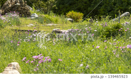 pink carnation pink carnation 139465923
