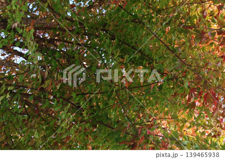 紅葉した葉 紅葉した葉 139465938