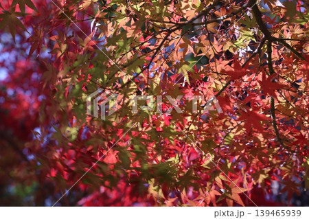 紅葉した葉 紅葉した葉 139465939