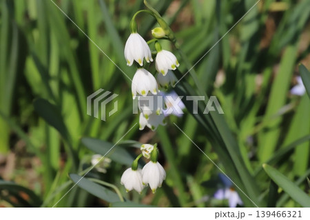 春の野原に咲く白いベル状の花びらの先端に緑色の斑点がついたスノーフレークの花 春の野原に咲く白いベル状の花びらの先端に緑色の斑点がついたスノーフレークの花 139466321