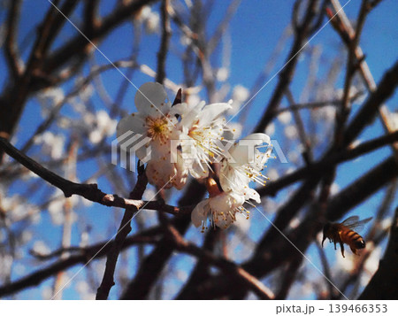 木漏れ日の中で桜の花に飛んでいくミツバチ(岸辺のシナミザクラと蜜蜂) 木漏れ日の中で桜の花に飛んでいくミツバチ(岸辺のシナミザクラと蜜蜂) 139466353