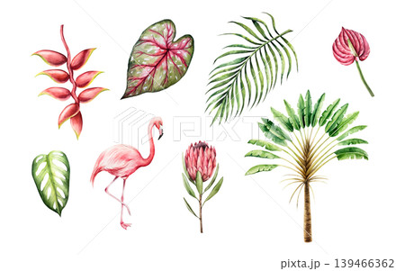 Tropical watercolor set. Ravenala madagascariensis, monstera, palm, protea calladium, red anthurium, heliconia flower. Hand drawn isolated Pink flamingo bird, illustrations on transparent background 139466362