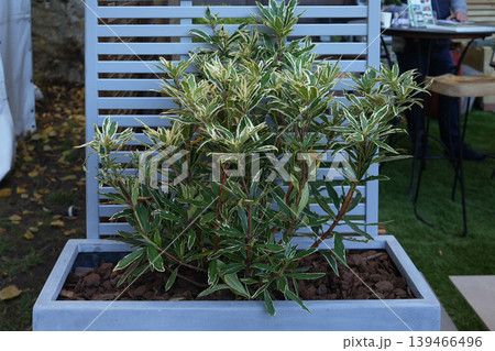 Decorative shrub growing in modern blue square outdoor garden planter 139466496