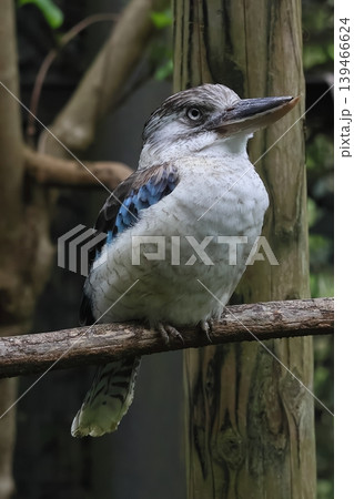 アオバネワライカワセミ アオバネワライカワセミ 139466624