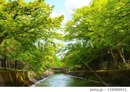 新緑のある風景 139466652