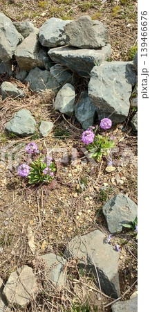 岩場の地面に咲く紫色の小さな春の高山植物 139466676