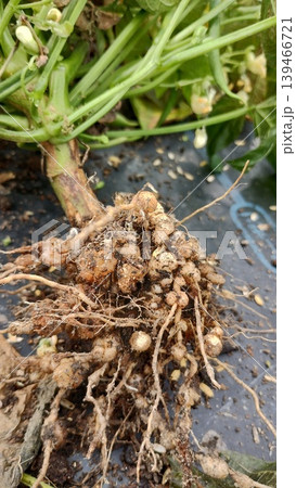 枝豆の根に発生した根粒菌|枝豆の根の拡大画像 枝豆の根に発生した根粒菌|枝豆の根の拡大画像 139466721