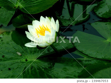 水面に咲く蓮の花　夏の水生植物　美しいわの風景 139467053