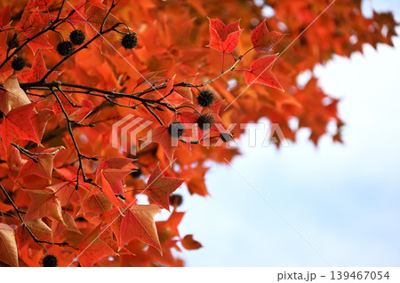 アメリカフウの紅葉 アメリカフウの紅葉 139467054