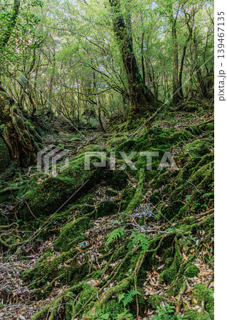 幻想的な苔の世界が広がる屋久島の森 幻想的な苔の世界が広がる屋久島の森 139467135