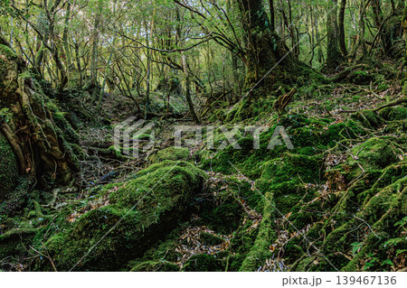 屋久島の自然美を感じる苔むす森 屋久島の自然美を感じる苔むす森 139467136