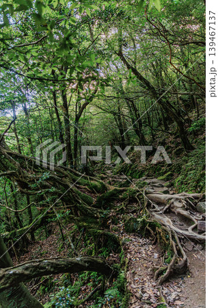 森林浴を楽しむ屋久島・白谷雲水峡の苔の森 139467137