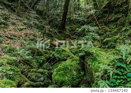 屋久島の生命力を感じる苔むす森 屋久島の生命力を感じる苔むす森 139467140