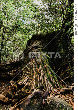苔むす森に佇む屋久島の巨大切り株風景 苔むす森に佇む屋久島の巨大切り株風景 139467143